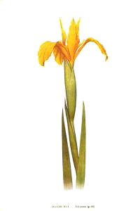 Iris Flower